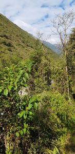 La Amazonia peruana y la ley antiforestal Karlo Grados